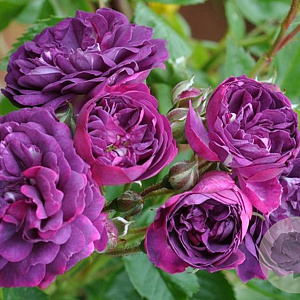Rosa (RA) 'Bleu Magenta' A kwaliteit wortelgoed vanaf 2 tak