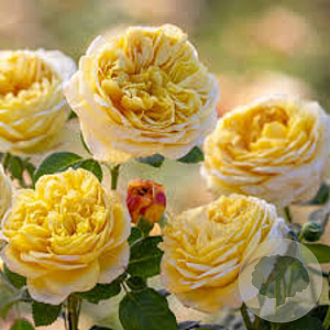 Rosa (H) Charles Darwin A kwaliteit wortelgoed vanaf 2 tak