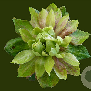 Rosa chinensis 'Green Rose' A kwaliteit wortelgoed vanaf 2 tak