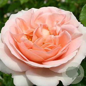 Rosa (H) Clair Renaissance AA. kwaliteit wortelgoed