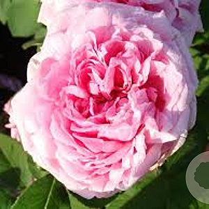 Rosa (H) 'Comte de Chambord' AA. kwaliteit wortelgoed