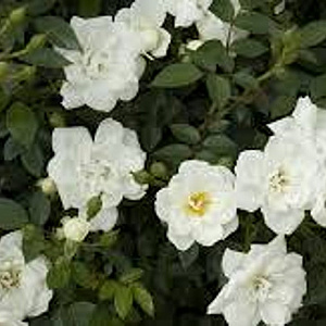 Rosa (H) Crystal Fairy AA. kwaliteit wortelgoed