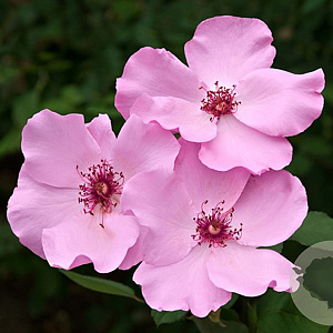 Rosa (T) 'Dainty Bess' A kwaliteit wortelgoed vanaf 2 tak