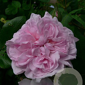 Rosa (H) 'Fantin-Latour' A kwaliteit wortelgoed vanaf 2 tak