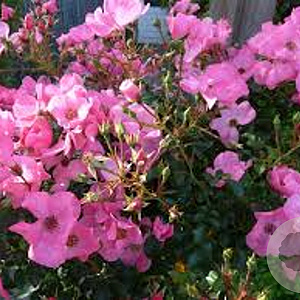 Rosa (T) Fortuna AA. kwaliteit wortelgoed