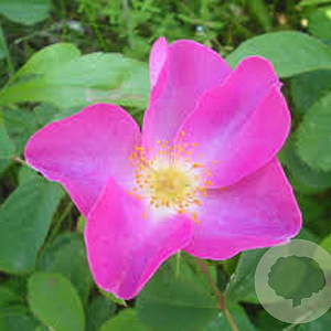 Rosa gallica 'Officinalis' A kwaliteit wortelgoed vanaf 2 tak