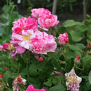 Rosa gallica 'Versicolor' A kwaliteit wortelgoed vanaf 2 tak