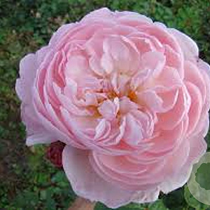 Rosa (H) Gentle Hermione A kwaliteit wortelgoed vanaf 2 tak