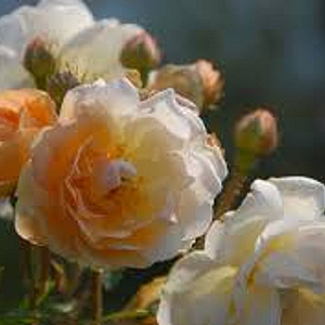 Rosa (K) 'Ghislaine de Féligonde' A kwaliteit wortelgoed 100-120 stam