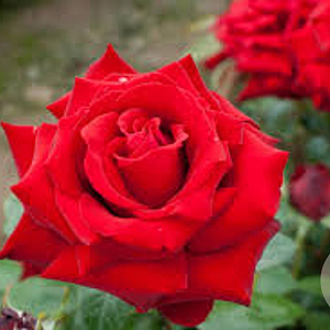 Rosa (T) Ingrid Bergman 90 cm stam 7L