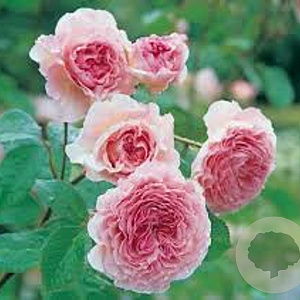 Rosa (H) James Galway A kwaliteit wortelgoed vanaf 2 tak