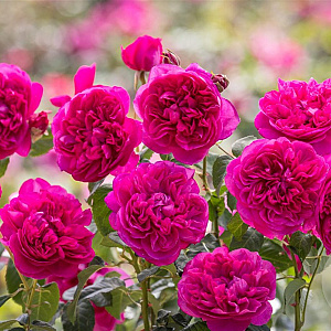 Rosa (H) James L. Austin A kwaliteit wortelgoed vanaf 2 tak