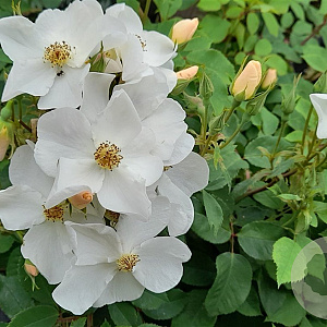 Rosa (H) Kew Gardens A kwaliteit wortelgoed vanaf 2 tak