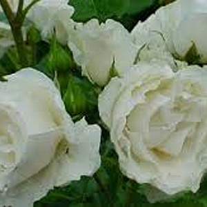 Rosa (F) 'Kristall' AA. kwaliteit wortelgoed