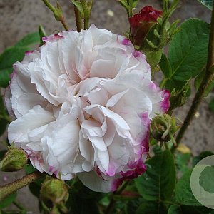 Rosa 'Leda' A kwaliteit wortelgoed vanaf 2 tak