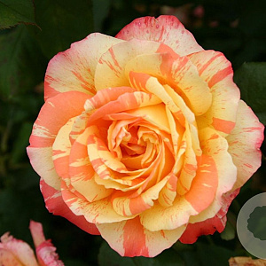 Rosa (T) Marvelle AA. kwaliteit wortelgoed