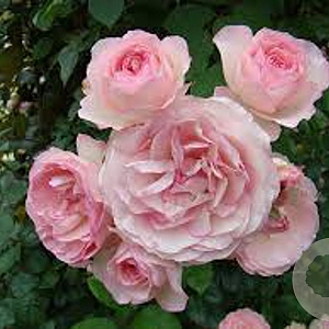 Rosa (K) Mini Edenrose A kwaliteit wortelgoed vanaf 2 tak