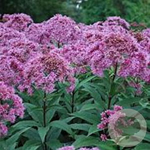 Eupatorium mac. 'Purple Bush' GM P9