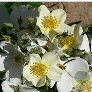 Rosa 'Musquée sans Soucis' A kwaliteit wortelgoed vanaf 2 tak