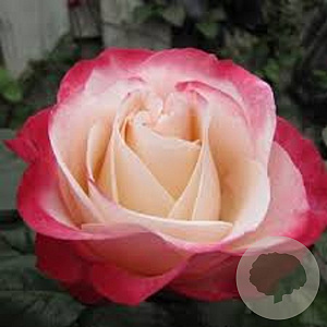 Rosa (T) Nostalgie A kwaliteit wortelgoed 90-100 cm stam