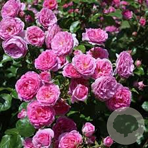 Rosa (K) 'Ozeana' A kwaliteit wortelgoed vanaf 2 tak