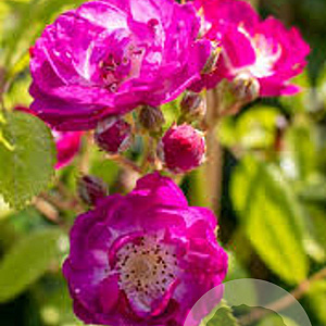 Rosa Perennial Blue A kwaliteit wortelgoed vanaf 2 tak