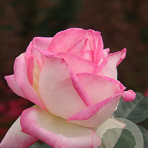 Rosa (T) Princesse de Monaco A kwaliteit wortelgoed vanaf 2 tak