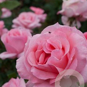 Rosa (F) 'Queen Elizabeth' A kwaliteit wortelgoed 90-100 cm stam