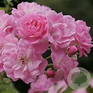 Rosa (P) Satina AA. kwaliteit wortelgoed