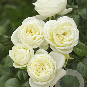 Rosa (T) 'Solo' AA. kwaliteit wortelgoed