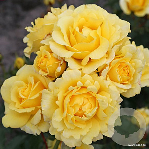 Rosa (F) 'Sunmaid' AA. kwaliteit wortelgoed