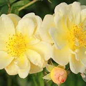 Rosa (K) Sunny Siluetta AA. kwaliteit wortelgoed