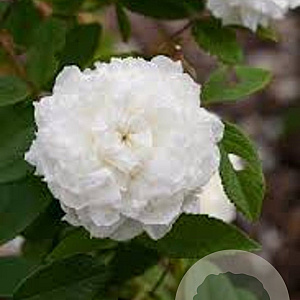 Rosa Susan Williams-Ellis A kwaliteit wortelgoed vanaf 2 tak