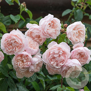 Rosa (H) The Generous Gardener A kwaliteit wortelgoed vanaf 2 tak