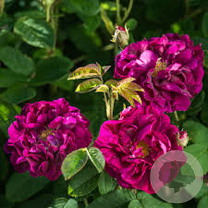 Rosa (H) 'Tuscany Superb' A kwaliteit wortelgoed vanaf 2 tak