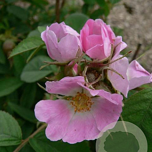 Rosa villosa A kwaliteit wortelgoed vanaf 2 tak