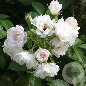 Rosa (R) 'White Grootendorst' A kwaliteit wortelgoed vanaf 2 tak