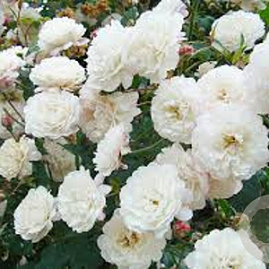 Rosa (P) 'White Pet' A kwaliteit wortelgoed vanaf 2 tak