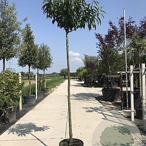 Castanea sat. 'Lyon' 10-12 HO 45L 225 cm stam