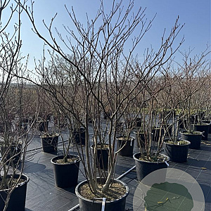 Cornus controversa 175-200 cm cont. 80L meerstammig