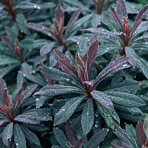 Euphorbia amygdal. 'Purpurea' GM P9