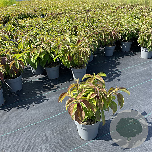 Cornus sericea 'Kelseyi' 15-20 cm P13