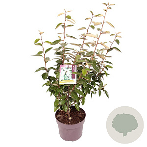 Elaeagnus ebbingei 60-70 cm 7,5L