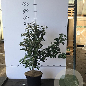 Elaeagnus ebbingei 60-80 cm 7,5L