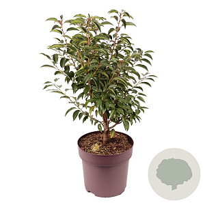 Prunus l. 'Angustifolia' 45-50 cm 10L