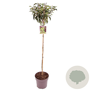 Prunus l. 'Angustifolia' 100 cm stam 13L