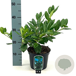 Prunus l. 'Cherry Brandy' 30-40 cm 3,0L