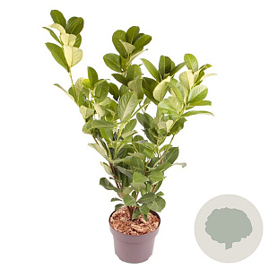 Prunus I. 'Rotundifolia' 50-60 cm 5,0L