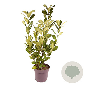 Prunus I. 'Rotundifolia' 70 cm 10L