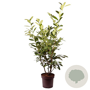 Prunus I. 'Rotundifolia' 80-90 cm 13L